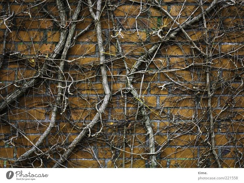 hibernation Environment Nature Plant Autumn Bushes Wall (barrier) Wall (building) Stone Wood To hold on Growth Cold Brown Yellow Chaos Vine Leafless Muddled