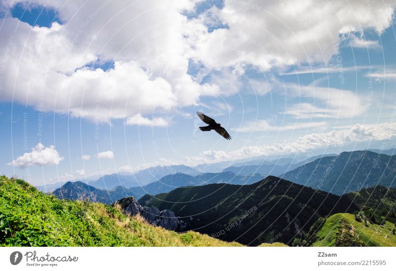 Bird over the Bavarian Alps Mountain Nature Landscape Summer Beautiful weather Meadow Flying Esthetic Elegant Free Gigantic Natural Moody Calm Relaxation