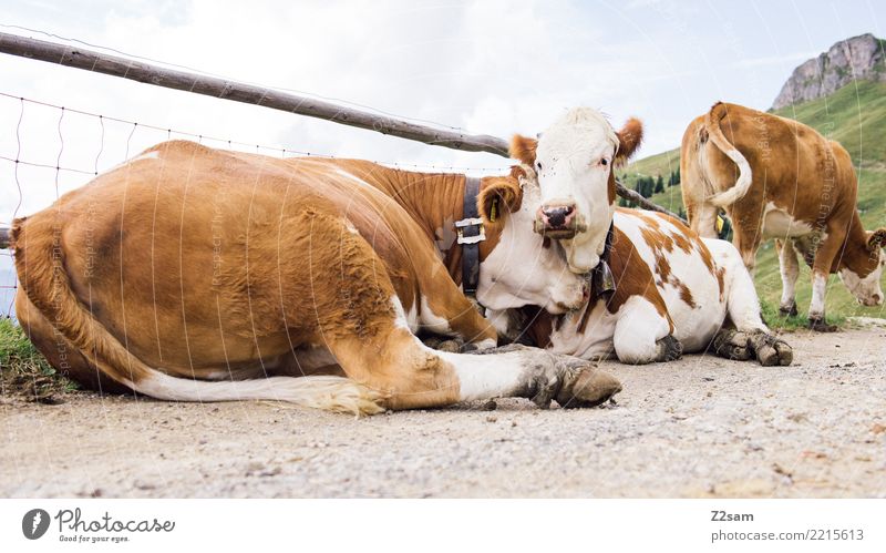 cow cuddles Mountain Environment Nature Landscape Summer Beautiful weather Alps Peak Cow Relaxation Love Lie Together Happy Natural Brown Green Contentment