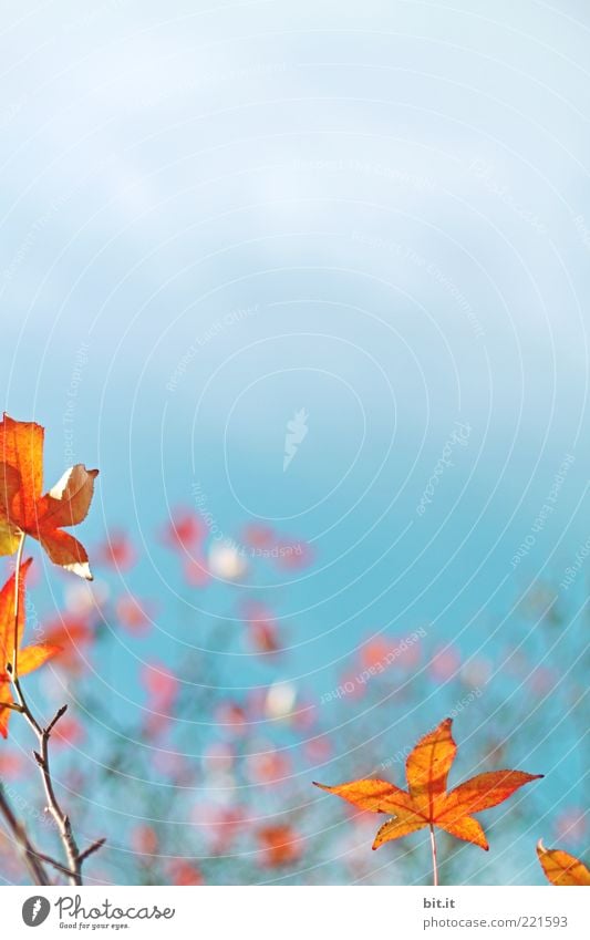 underwater sky Nature Plant Sky Clouds Autumn tree flaked Blue Gold Red Change Autumn leaves Autumnal Autumnal colours Autumn sky Maple tree Maple leaf Blur