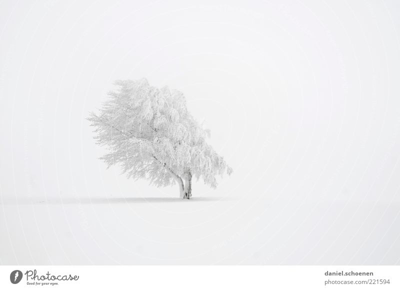 much white, right top left down Winter Snow Climate Weather Wind Ice Frost Tree Bright White Calm Beech tree Subdued colour Deserted Copy Space left