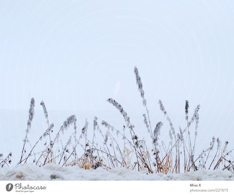 winter Nature Winter Grass Bushes Cold Gloomy White Ice Colour photo Exterior shot Deserted Copy Space top Neutral Background Frost Frozen Sky Day