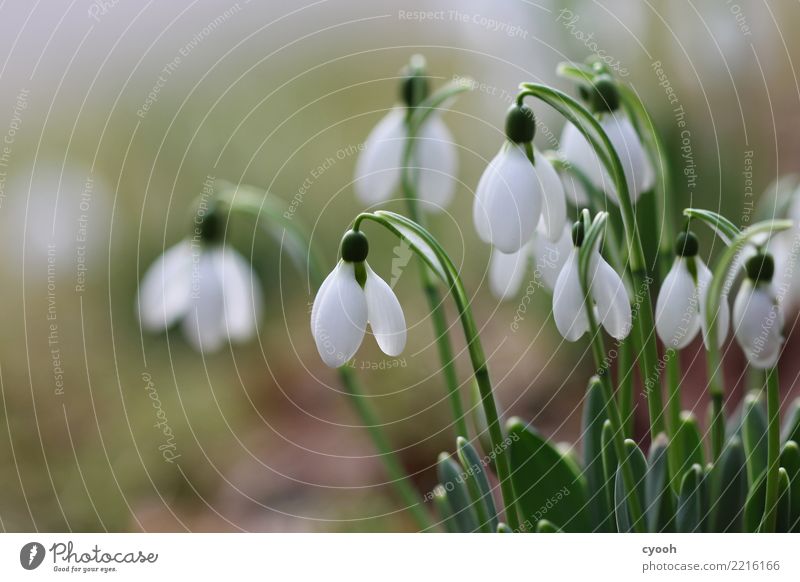 SPRING MESSENGERS Spring Plant Flower Blossom Blossoming Growth Cold Soft White Spring fever Anticipation Beginning Expectation Hope Idyll Life Nature Pure Time