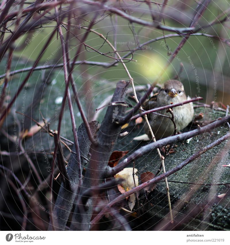 sparrow in the undergrowth Nature Plant Animal Tree Bushes Wild plant Leaf Wall plant Wall (barrier) Bird Animal face Sparrow 1 Observe Brash Cold Blue Brown