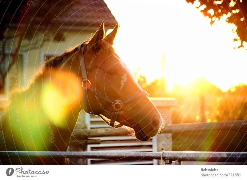 Horse in backlight Calm Sun Equestrian sports House (Residential Structure) Stand Pasture Dazzle Lens flare Glare effect Halter Horse's head Fence Relaxation