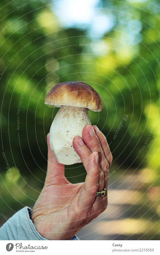 Boletus porcini mushroom Food Mushroom boletus Hand Autumn To enjoy Boletaceae edulis cep amass edible mushrooms blanched Edible Colour photo