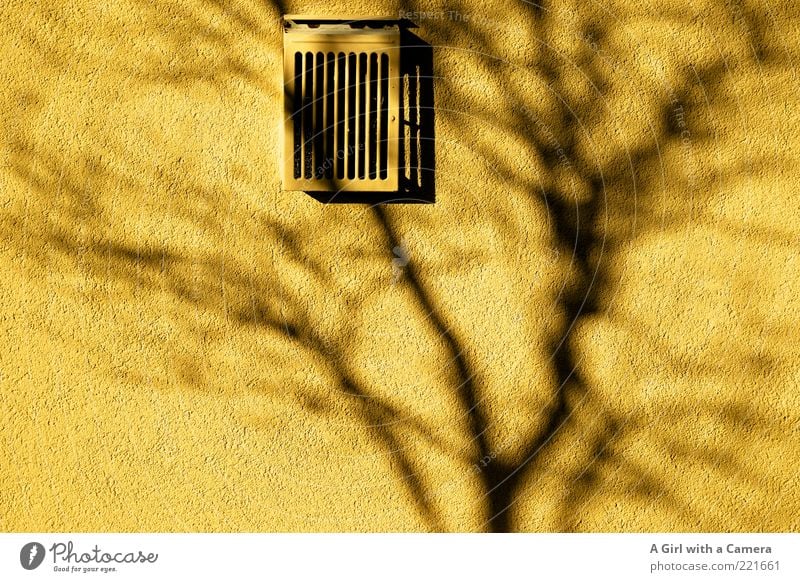 shadow on the wall - LT Ulm 14.11. Wall (building) Ventilation Grating Illuminate Yellow Gray Black Silhouette Branch Tree Colour photo Multicoloured