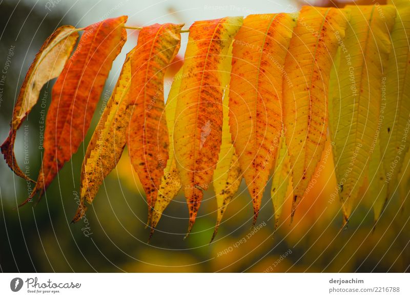 Autumn colours shine from the long leaves hanging down from a branch. Red, brown and green. Design Relaxation Hiking Environment Nature Beautiful weather Leaf