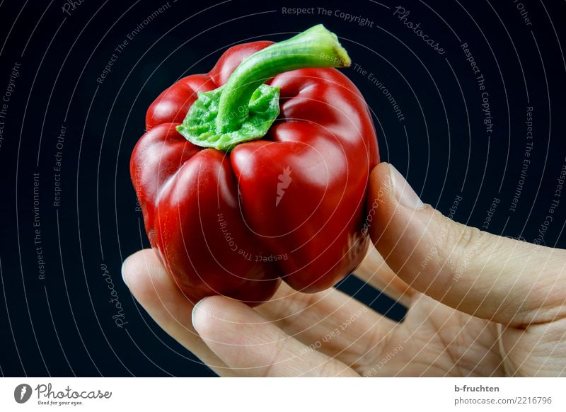 Red Paprika Vegetable Man Adults Hand Fingers Touch To hold on Fresh Healthy Eroticism Black To enjoy Lust Pepper Mature Harvest Biological Tasty Colour photo