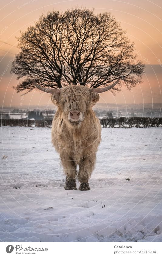 headdress Nature Sky Horizon Winter Climate Beautiful weather Snow Tree Bushes Hedge Meadow Field Cattle highland cattle Cow 1 Animal Observe Stand Cold