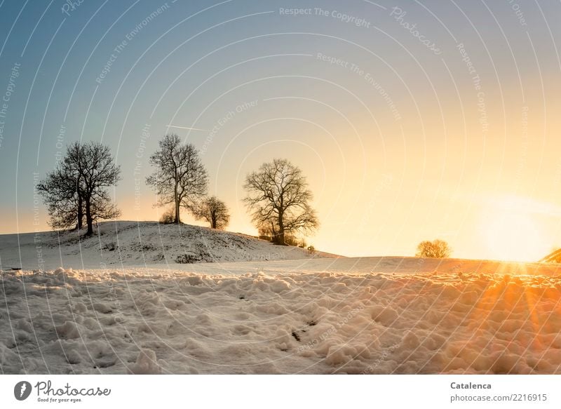 The last rays of sun; snowy landscape Nature Landscape Cloudless sky Horizon Sunrise Sunset Winter Beautiful weather Snow Tree Meadow Hill Glittering Cold