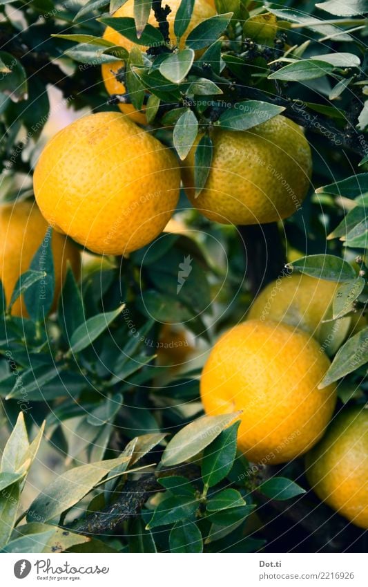 mandarin tree Fruit Nature Plant Tree Leaf Agricultural crop Fresh Healthy Natural Green Orange Citrus fruits Tropical fruits Mature Mediterranean Colour photo