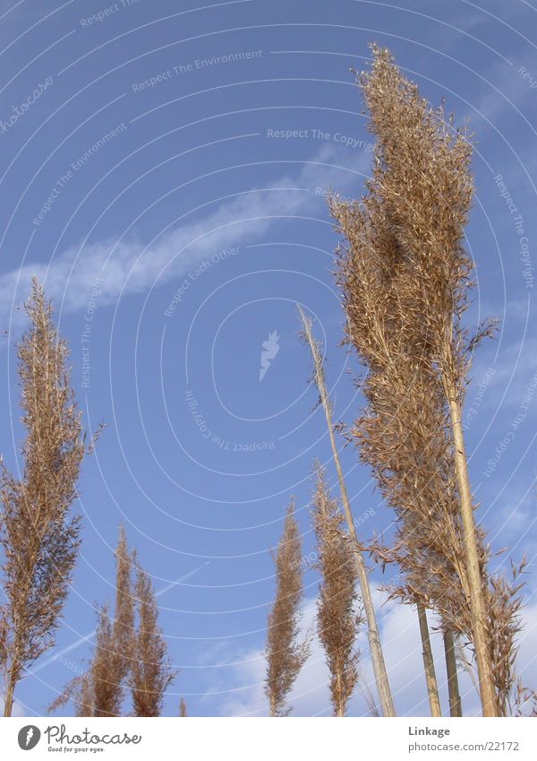 reed Common Reed Grass Blossom Blade of grass Sky