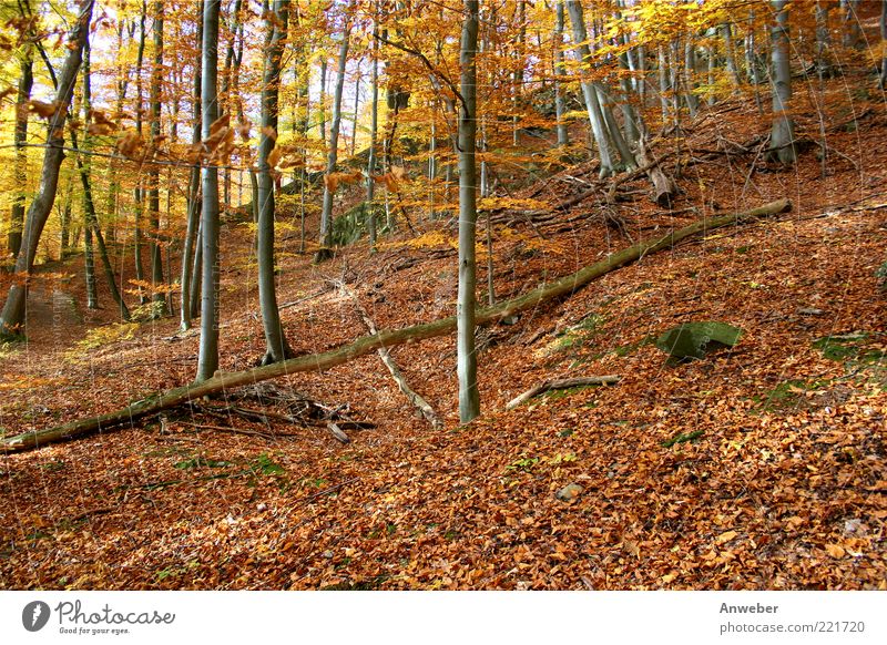 autumn forest Environment Nature Landscape Plant Earth Autumn Beautiful weather Tree Beech tree Forest Habichtswald Emotions Moody Calm Hesse Nordhessen Germany