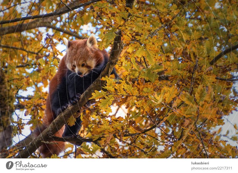 Red panda on tree shows tongue Red Panda Tree Climbing Animal Mammal Nature Cute Dangerous Zoo Zurich Canton Zürich Autumn Leaf Branch white snout Pelt Eyes Sky