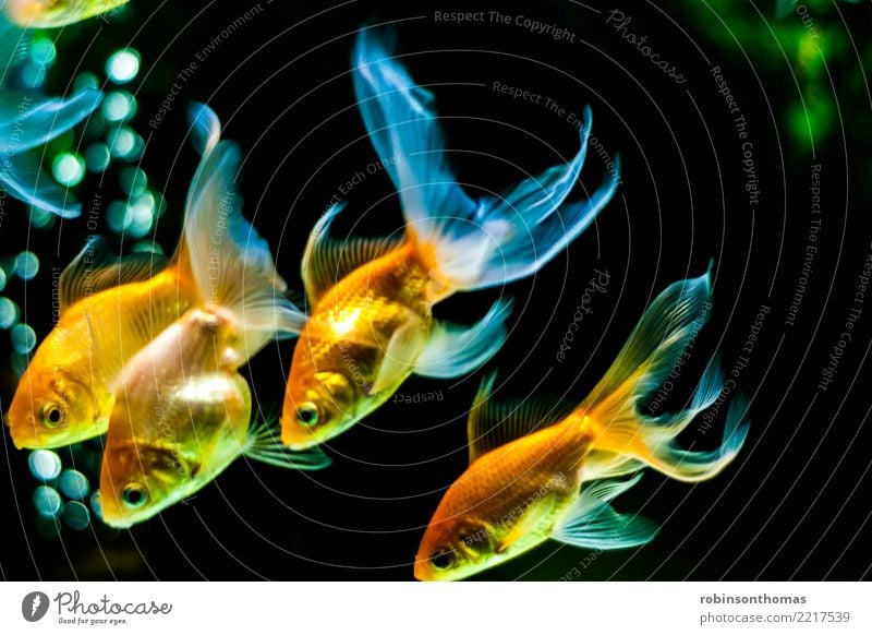 Gold fishes with beautiful tail swimming down in aquarium Animal Pet Aquarium 4 Water To enjoy Swimming & Bathing Esthetic Fresh Beautiful Happiness Friendship