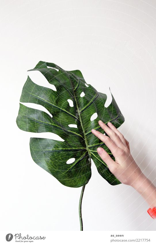 plant lovers Decoration Living room Hand Plant Leaf Foliage plant Pot plant Philodendron Monstera Touch Authentic Friendliness Natural Positive Green Orange