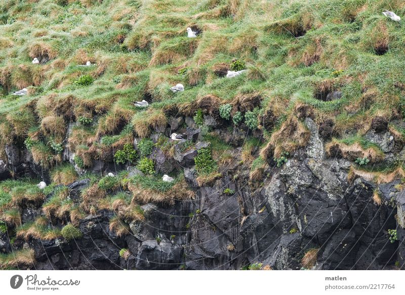 colony Plant Animal Spring Grass Rock Coast Bird Group of animals Natural Gray Green Colony Seagull Iceland Parental care Colour photo Subdued colour