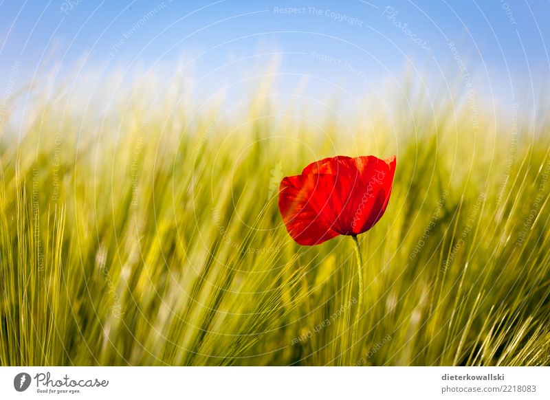 Red in green Environment Nature Landscape Plant Agricultural crop Field Beautiful Emotions Joy Happy Contentment Poppy Poppy blossom Wheatfield Oats ear