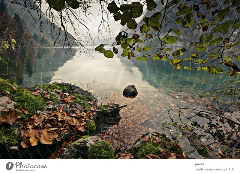 Still Water Nature Landscape Sky Clouds Autumn Tree Mountain Lakeside Brown Gray Green Lake Königssee Colour photo Subdued colour Multicoloured Exterior shot