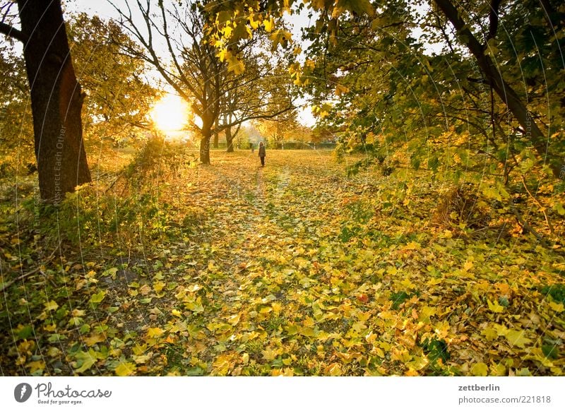 autumn 1 Human being Environment Nature Landscape Plant Earth Sunrise Sunset Sunlight Autumn Weather Beautiful weather Tree Leaf Park Optimism October wallroth