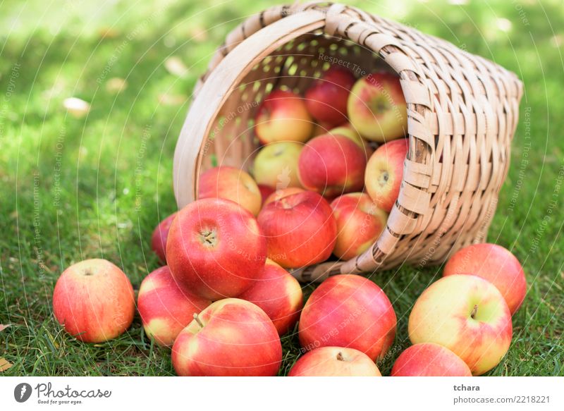 Ripe apples Fruit Apple Juice Summer Garden Nature Landscape Plant Autumn Tree Grass Leaf Container Growth Fresh Bright Delicious Natural Juicy Green Red White