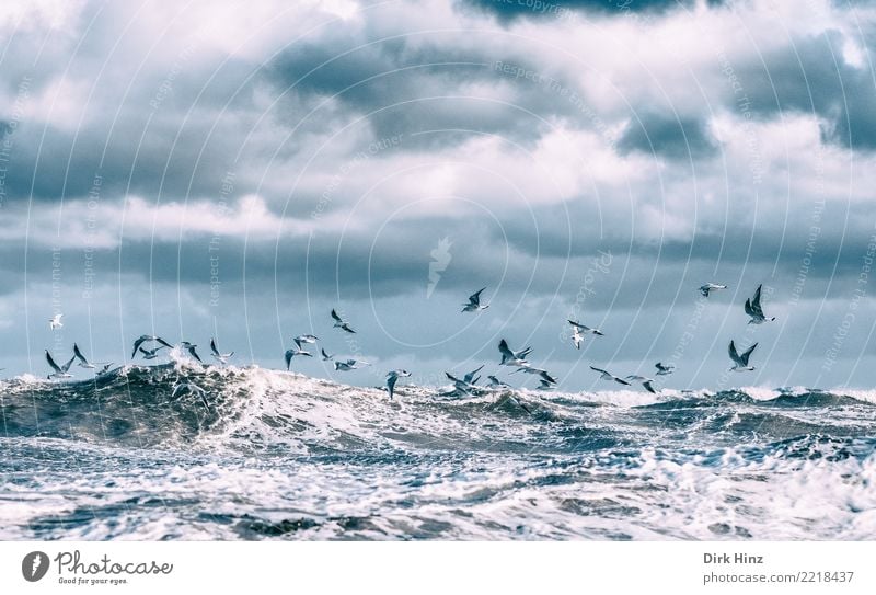 Storm Herwart and the Baltic seagulls Environment Nature Animal Air Sky Clouds Storm clouds Autumn Bad weather Gale Waves Coast Baltic Sea Ocean Wild animal