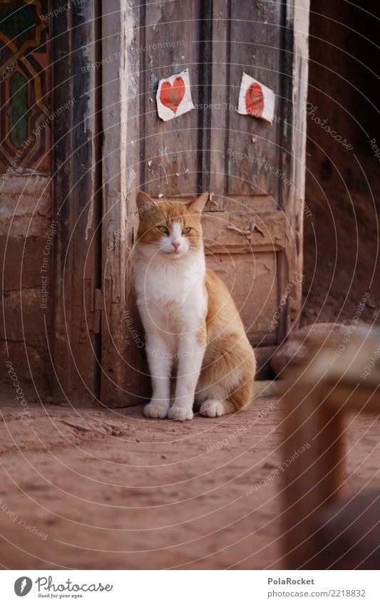 #A# Cute Cat Art Esthetic Door Pet Wait Patient Clever Beige Brown Morocco Colour photo Subdued colour Exterior shot Detail Deserted Copy Space left