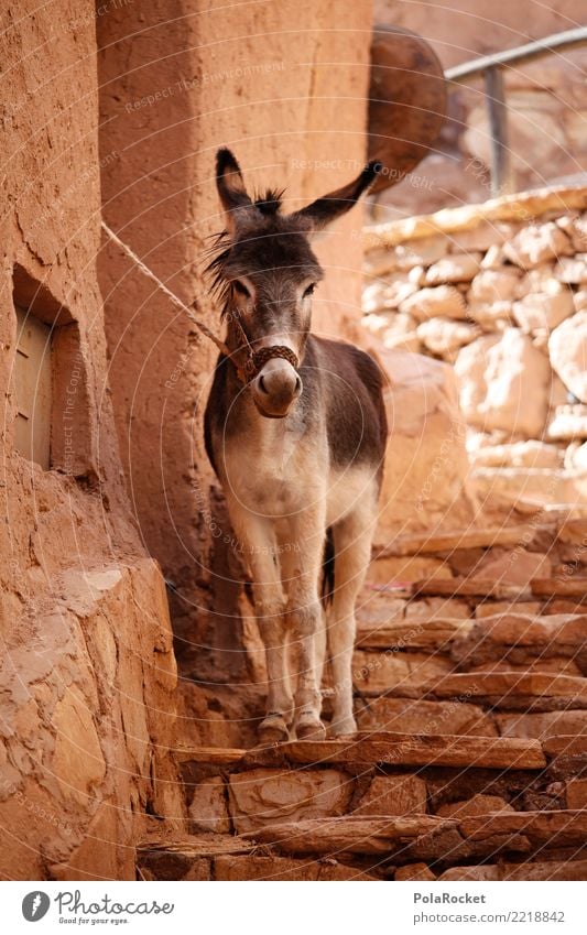 #A# Donkey day Animal Farm animal Esthetic Dog-ear Mule Chained up Morocco Alley Colour photo Subdued colour Exterior shot Deserted Copy Space left
