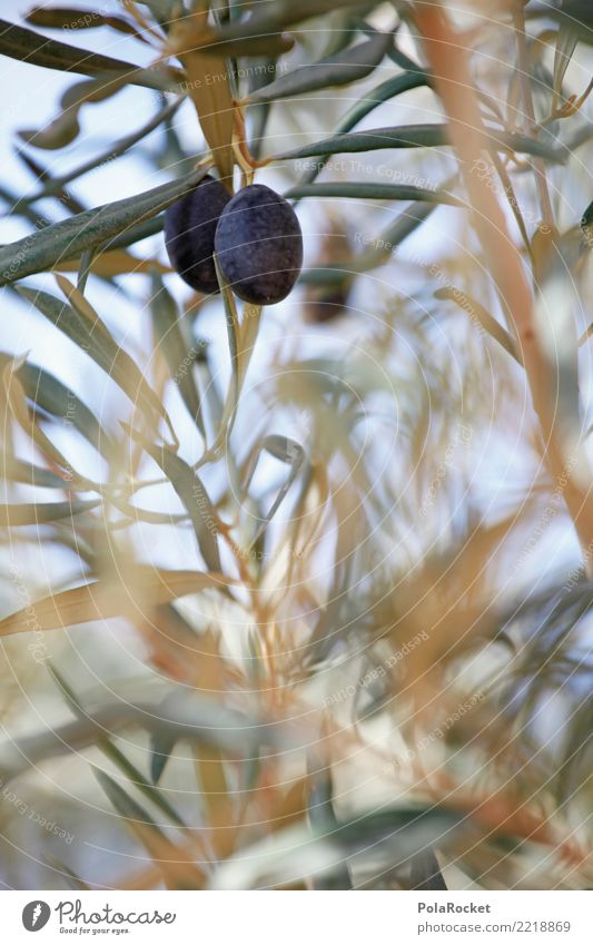 #A# Black olives Environment Nature Plant Esthetic Olive Olive tree Olive oil Olive leaf Olive harvest Mediterranean Spain Colour photo Subdued colour