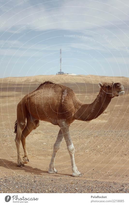 #A# Desert Horse Climate Climate change Esthetic Camel Head of a camel Camel hump Camel driver Morocco Warmth Custom-made Colour photo Subdued colour