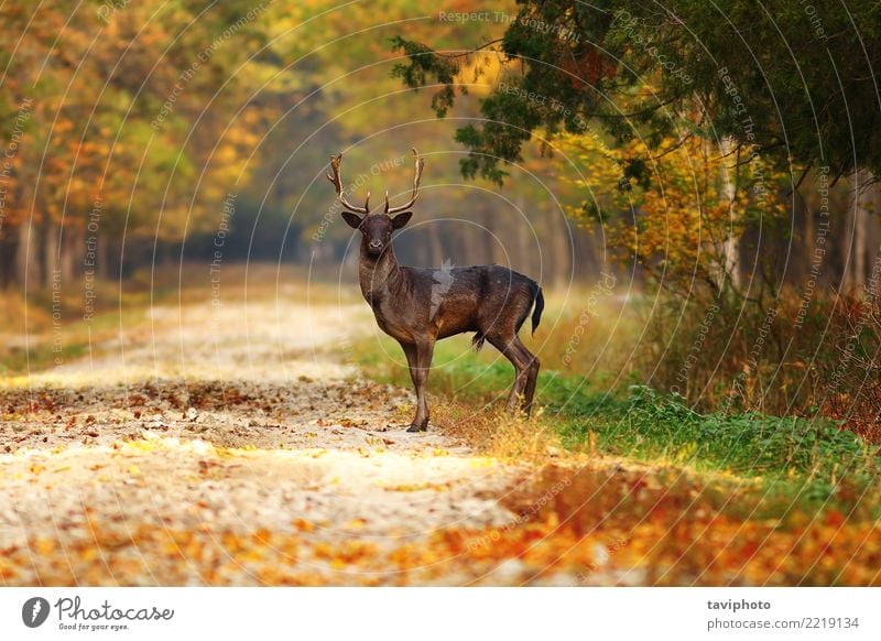 majestic fallow deer stag on forest road Beautiful Hunting Man Adults Nature Landscape Animal Autumn Leaf Park Forest Street Lanes & trails Dark Natural Wild