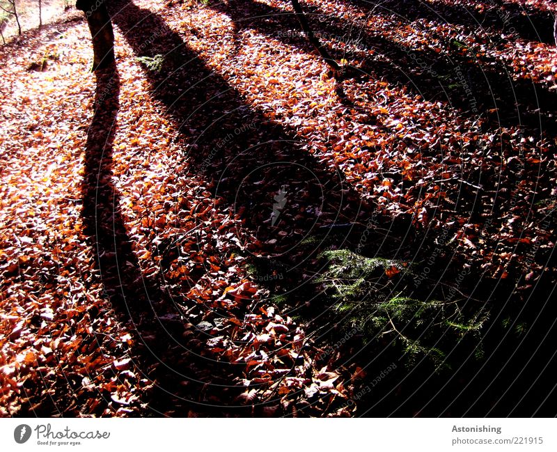 shadow Environment Nature Landscape Plant Autumn Beautiful weather Tree Wild plant Forest Hill Long Brown Black Wood Branch Leaf Shadow Line Twig Deciduous tree