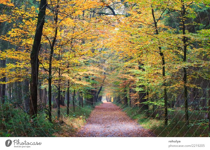 walking path in autumn golden forest Hiking Nature Landscape Autumn Beautiful weather Tree Leaf Forest Street Lanes & trails Green Serene Beech fall Seasons