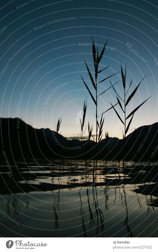 Blue Lake Nature Water Cloudless sky Summer Grass Foliage plant Alps Lake Achensee Calm Colour photo Exterior shot Deserted Twilight Silhouette Reflection