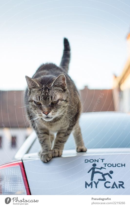 Don't touch my car! Animal Pet Cat 1 Observe Stand Brash Funny Curiosity Rebellious Cool (slang) Might Watchfulness Interest Defiant Aggression Communicate Joy