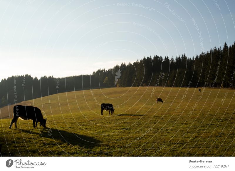 Cow ensemble in late summer light Eating Elegant Wellness Harmonious Well-being Agriculture Forestry Nature Landscape Plant Animal Cloudless sky
