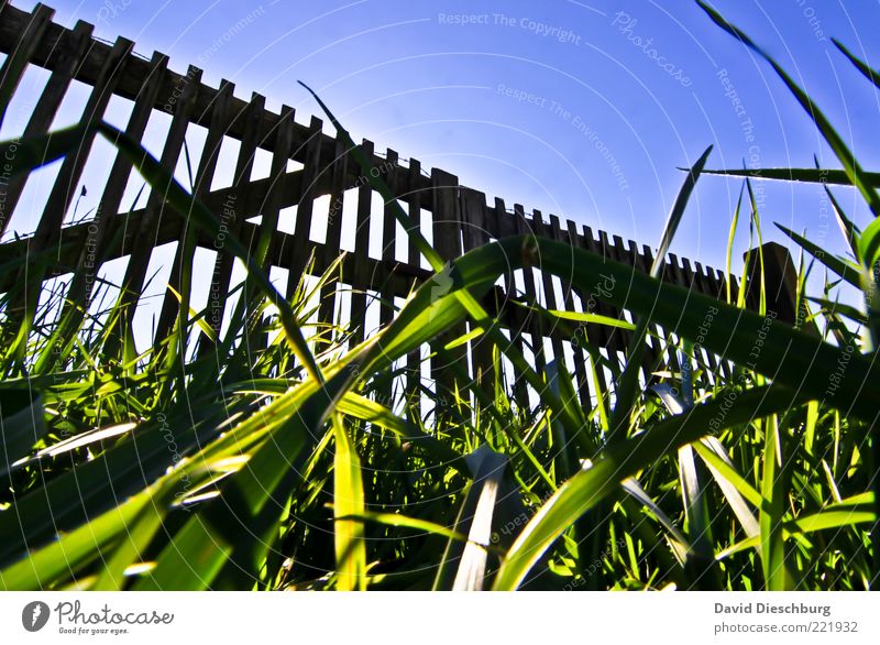Closed Nature Plant Cloudless sky Summer Beautiful weather Grass Garden Meadow Blue Green Black Gate Fold Wooden fence Fence Ground Blade of grass Wooden board