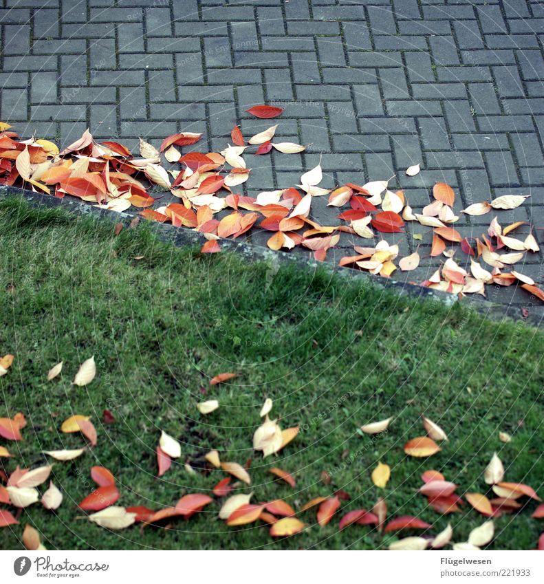 L like foliage Environment Nature Autumn Weather Bad weather Wind Gale Leaf Cold Autumn leaves Autumnal Autumnal colours Early fall Autumnal weather