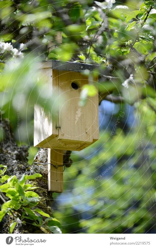 nesting box Living or residing Flat (apartment) Dream house Garden House building Bird Pair of animals Animal family Observe Simple Home country Nesting box