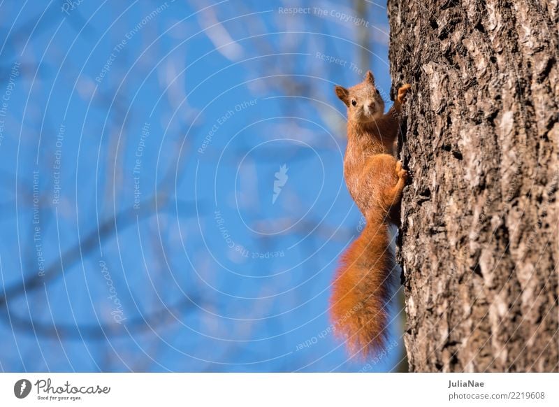 small squirrel on the tree Squirrel Wild animal Sweet Cute Animal Small Tails Rodent Mammal wildlife oak catkin Brown Pelt Beautiful Nature Natural Ear fur Paw
