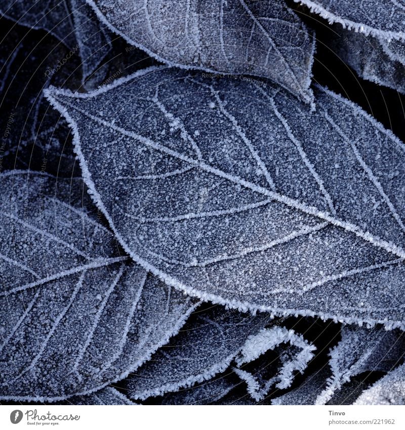 Frostbitten II Nature Autumn Winter Ice Leaf Cold Autumn leaves Frozen Hoar frost Rachis Winter's day Colour photo Subdued colour Exterior shot Close-up Pattern