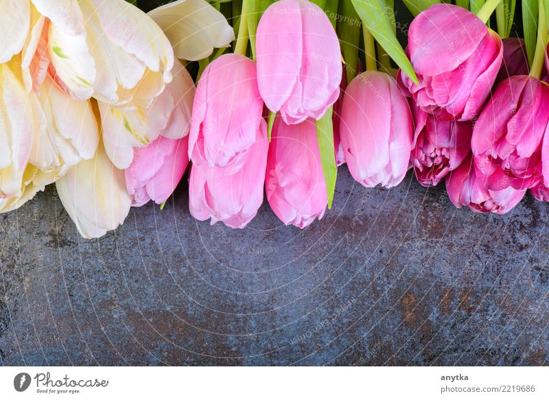 Fresh tulips on gray Tulip Flower Multiple Pink Bouquet Floral Spring Blossom leave Beautiful Nature Seasons stem Design Beauty Photography Natural Colour Plant