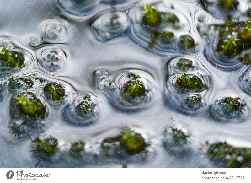 Swamp of water and moss Wellness Life Harmonious Well-being Senses Calm Meditation Summer Environment Nature Plant Water Drops of water Sunlight Rain Moss