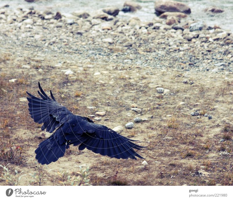 touch down Nature Animal Earth Water Wild animal Raven birds Common Raven Crow 1 Flying Blue Brown Gray Black Power Ground Wing Feather Wisdom Smart