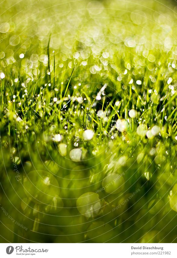 glitter party Nature Plant Water Drops of water Summer Rain Grass Meadow Green Glittering Circle Whispering grass Bright Dew Beautiful Colour photo