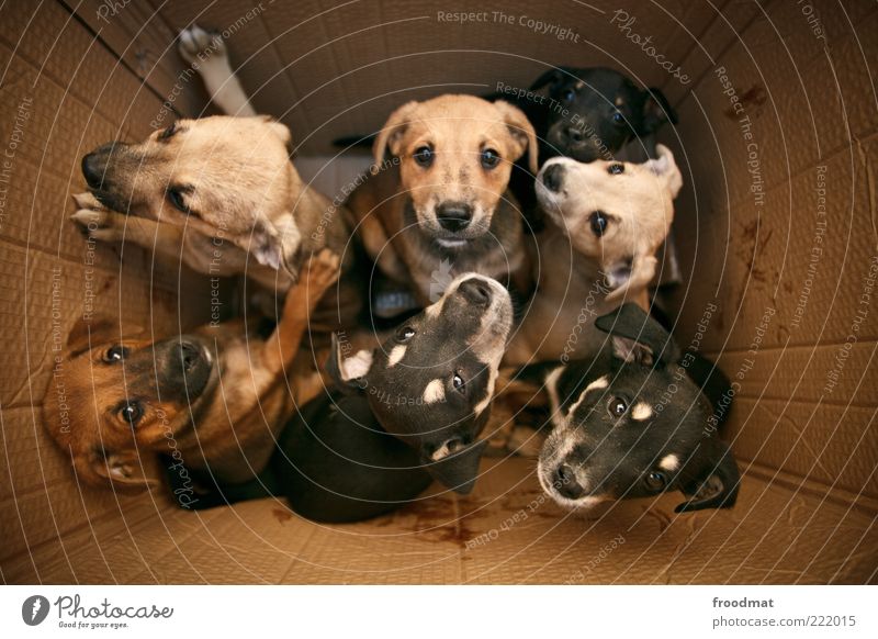 dogs in the box Animal Pet Dog Group of animals Baby animal Animal family Looking Brash Together Cuddly Curiosity Cute Positive Smart Joie de vivre (Vitality)