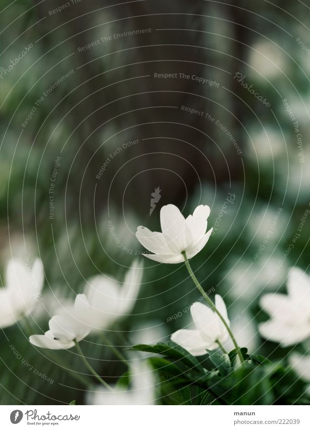 early in the year Nature Spring Plant Leaf Blossom Wild plant Spring flower Spring flowering plant Wood anemone Forest flower Blossoming Fragrance Natural