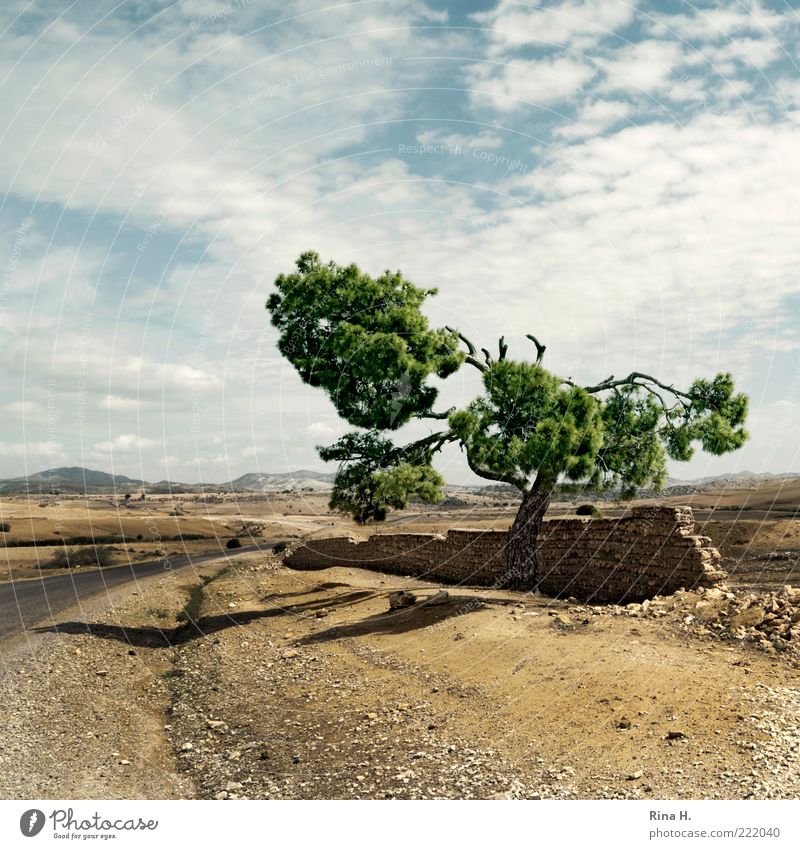 Lonely Pine Environment Nature Landscape Plant Sky Autumn Climate Climate change Weather Beautiful weather Tree Hill Street Hot Dry Yellow Loneliness Uniqueness