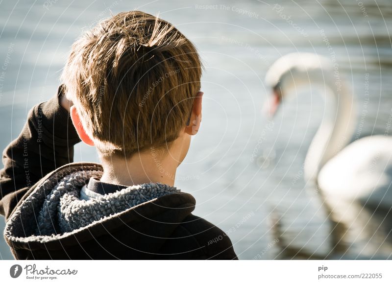 I swant something... Masculine Boy (child) Head Hair and hairstyles Ear Arm Nape Shoulder 1 Human being Water Summer Beautiful weather Lake Swan Animal